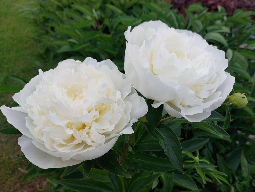 Paeonia lactiflora ‘Duchesse De Nemours’