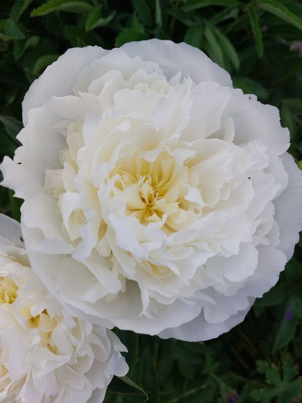 Paeonia lactiflora ‘Duchesse De Nemours’