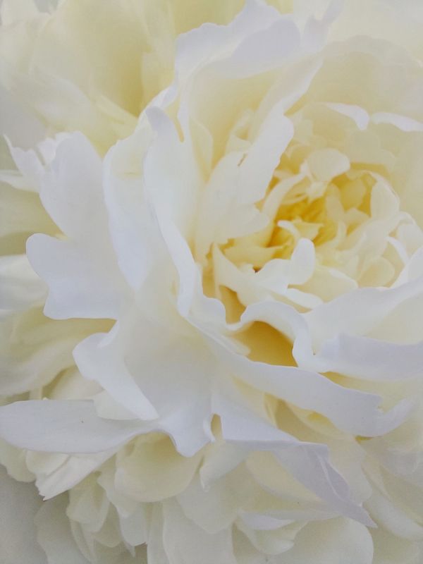 Paeonia lactiflora ‘Duchesse De Nemours’