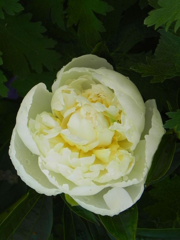 Paeonia lactiflora ‘Duchesse De Nemours’