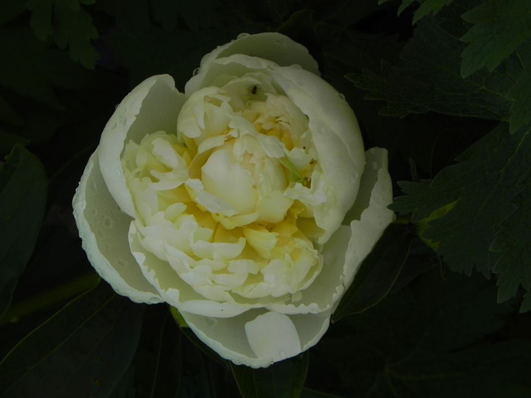 Paeonia lactiflora ‘Duchesse De Nemours’