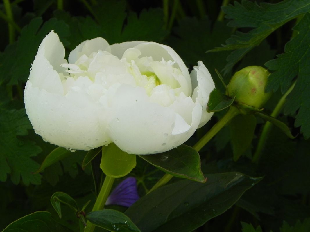 Paeonia lactiflora ‘Duchesse De Nemours’