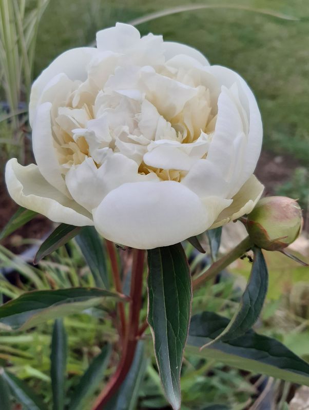 Paeonia lactiflora ‘Duchesse De Nemours’