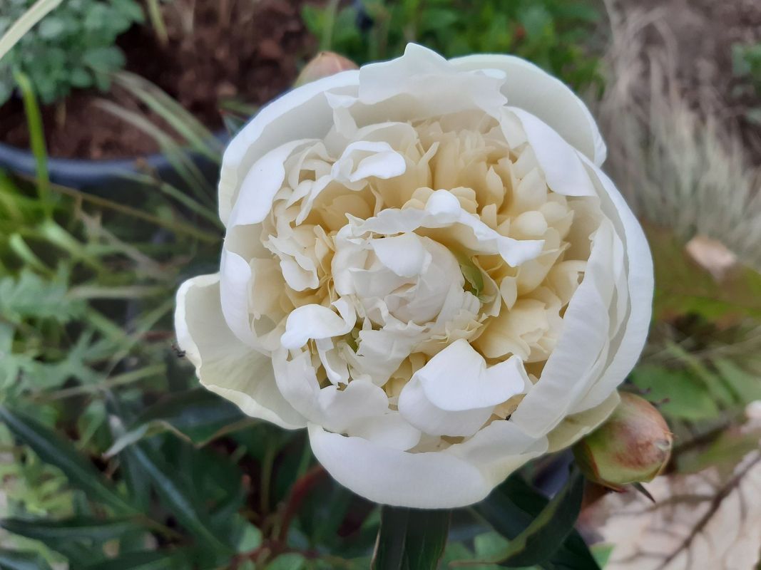 Paeonia lactiflora ‘Duchesse De Nemours’