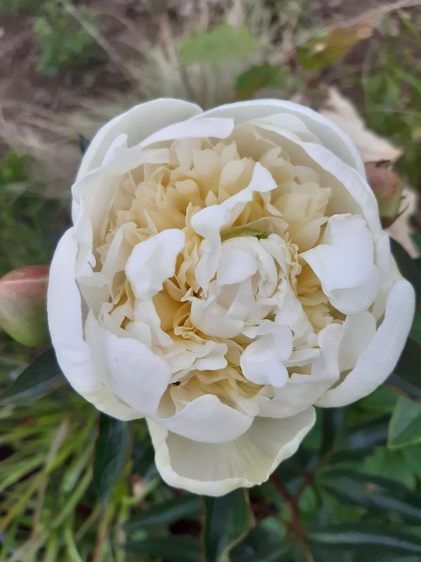 Paeonia lactiflora ‘Duchesse De Nemours’