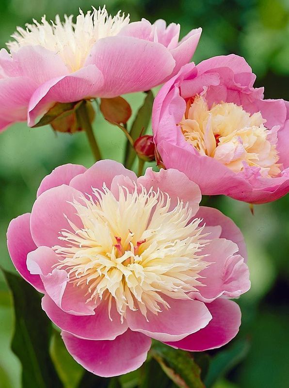 Paeonia lactiflora ‘Bowl of Beauty’