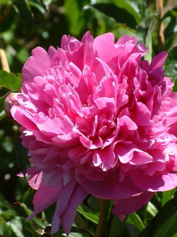 Paeonia lactiflora ‘Edulis Superba’