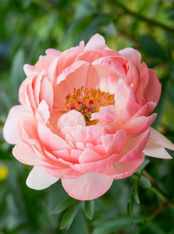 Paeonia lactiflora ‘Coral Charm’