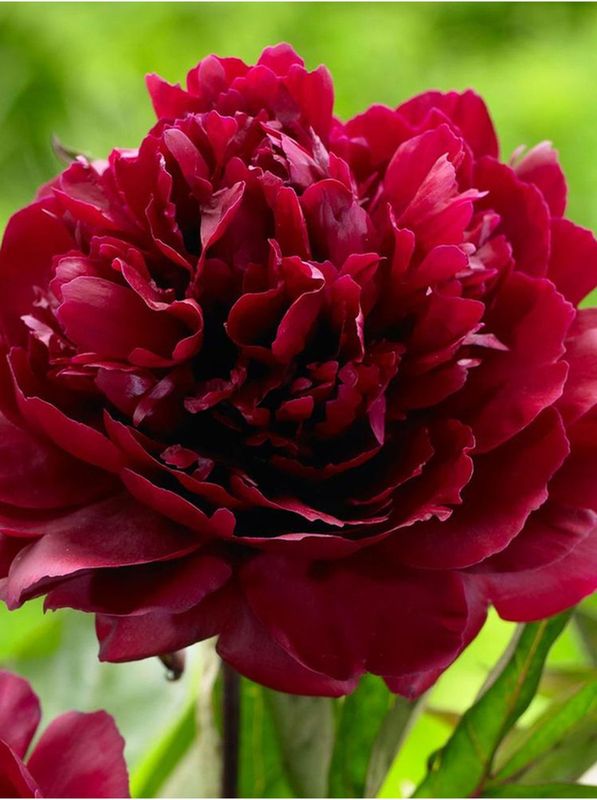 Paeonia lactiflora ‘Black Beauty’