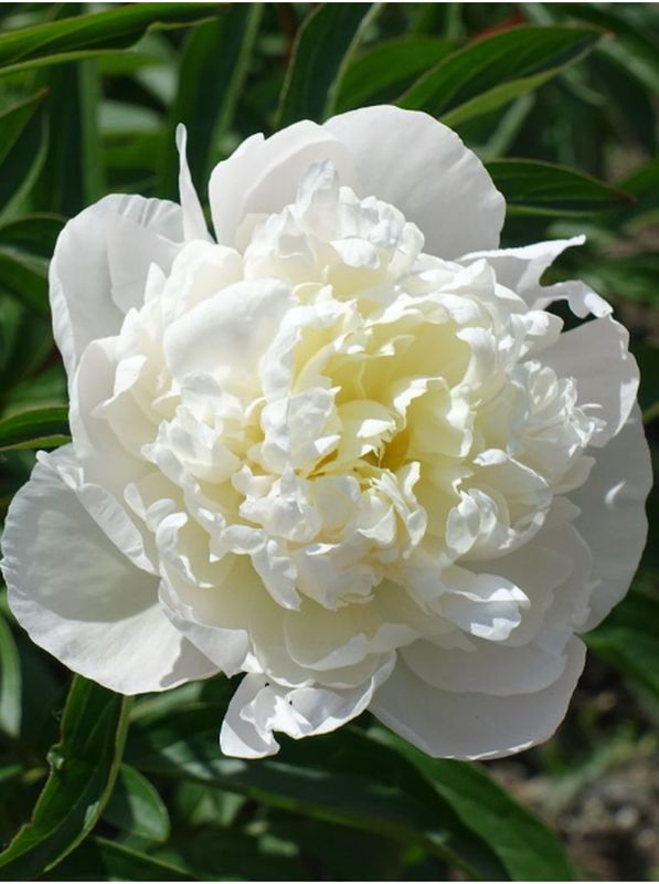 Paeonia lactiflora ‘White Double’