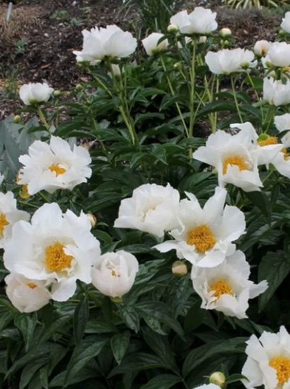 Paeonia lactiflora ‘Krinkled White’
