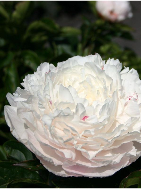 Paeonia lactiflora ‘Elsa Sass’