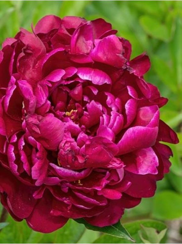 Paeonia lactiflora ‘W. F. Turner’