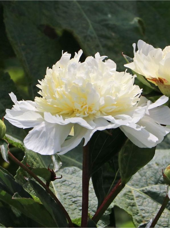 Paeonia lactiflora ‘Charles White’