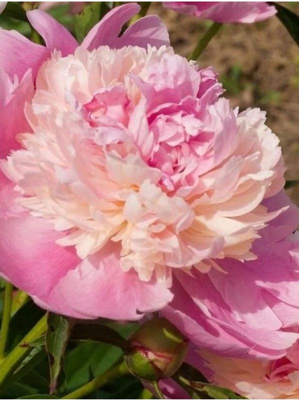 Paeonia lactiflora ‘Sorbet’