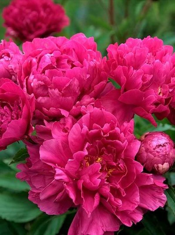Paeonia officinalis ‘Rosea Plena’