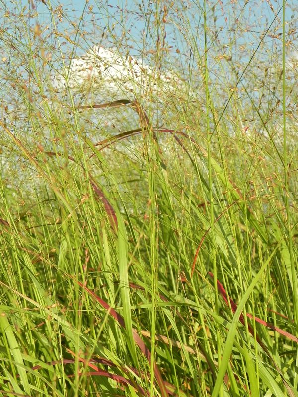 Panicum virgatum ‘Rehbraun’