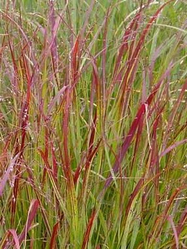Panicum virgatum ‘Rotstrahlbusch’
