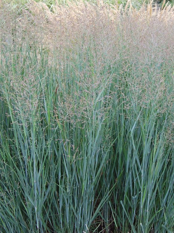 Panicum virgatum ‘Heavy Metal’