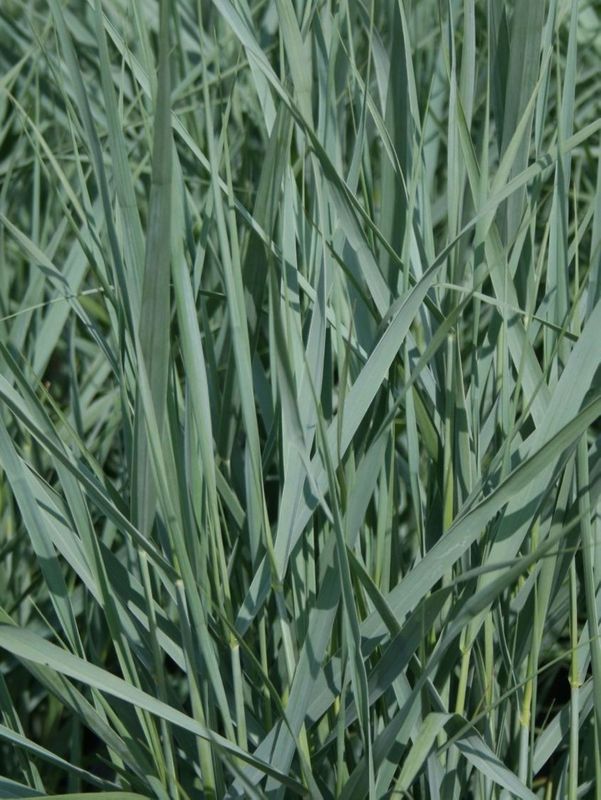 Panicum virgatum ‘Prairie Sky’