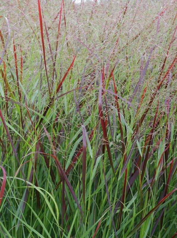 Panicum virgatum ‘Squaw’