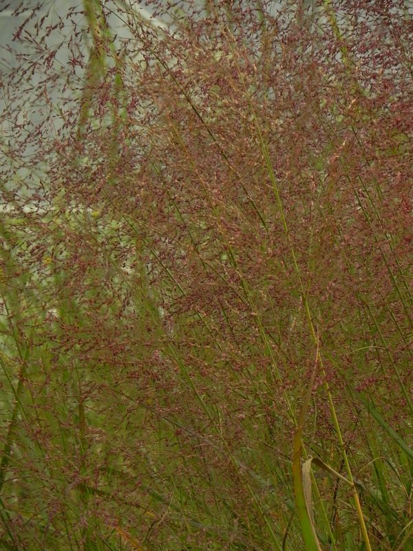Panicum virgatum ‘Squaw’