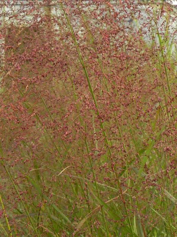 Panicum virgatum ‘Squaw’