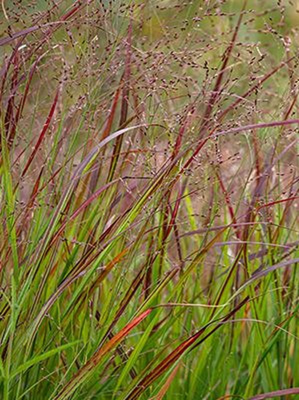 Panicum virgatum ‘Hanse Herms’