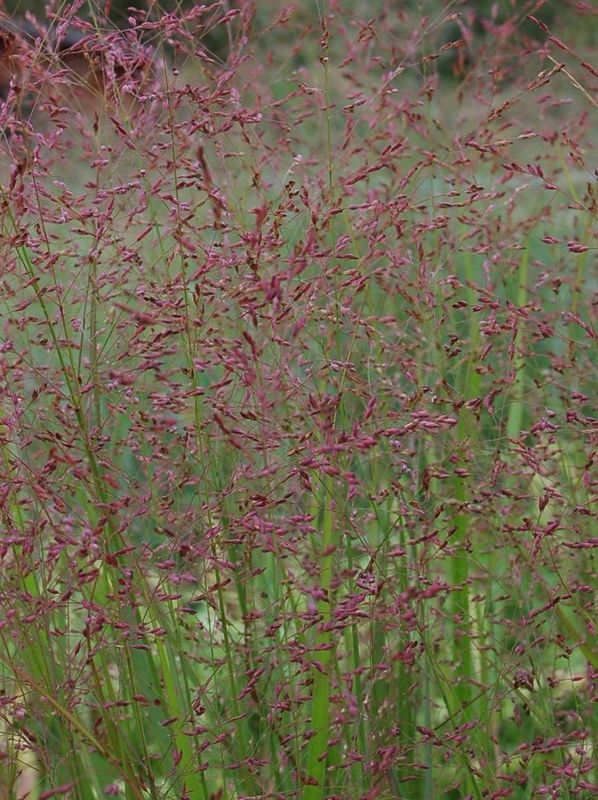 Panicum virgatum ‘Worrior’