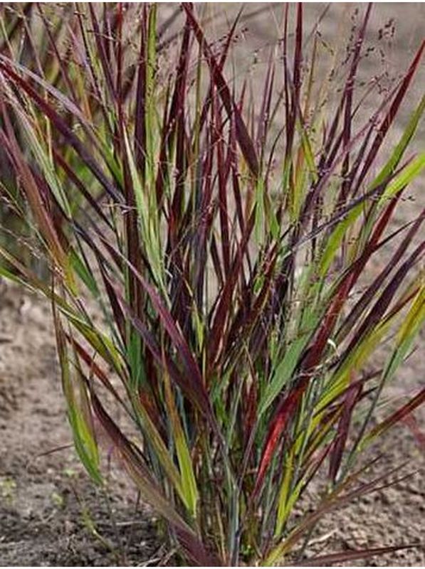 Panicum virgatum ‘Nosferatu’