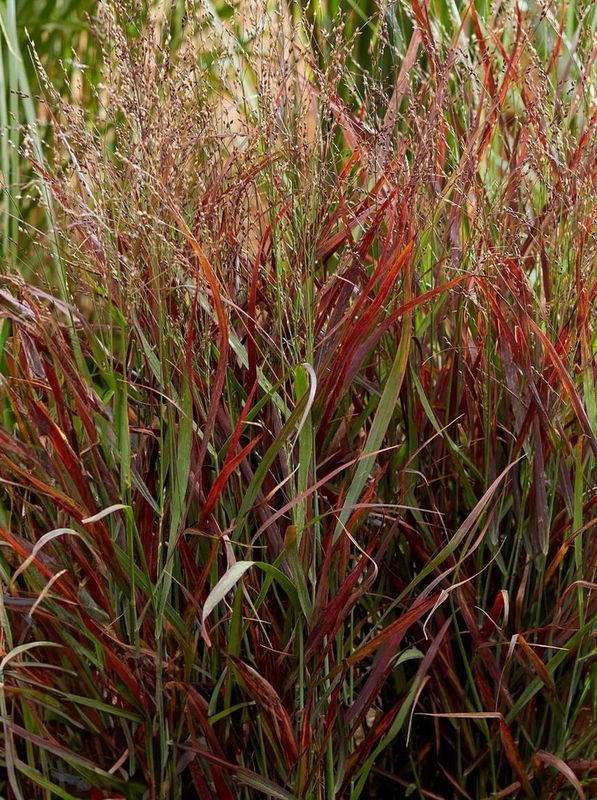 Panicum virgatum ‘Hot Rod’