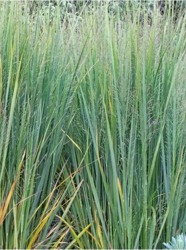 Panicum virgatum ‘Northwind’
