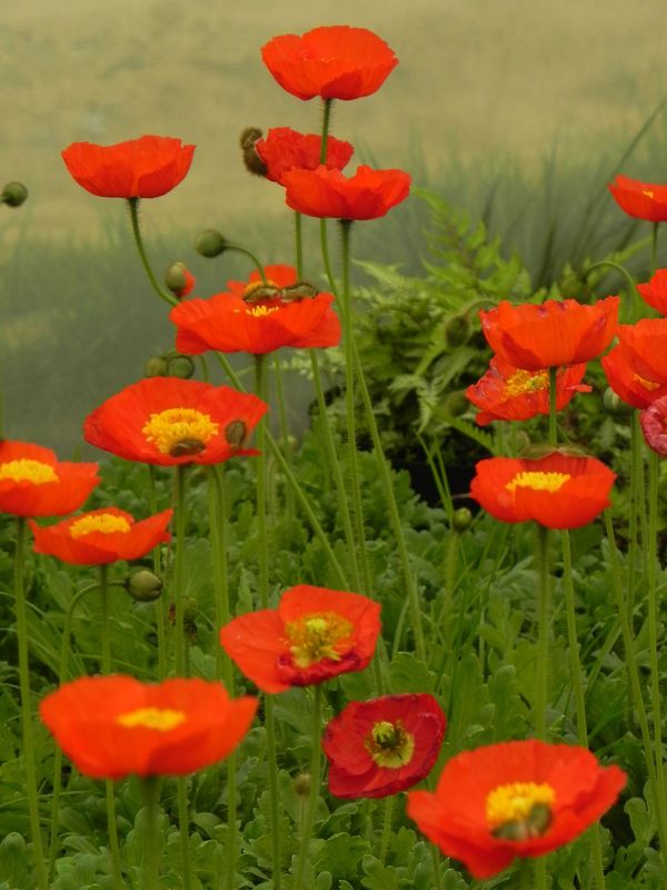 Papaver nudicaule ‘Pop-up Red’