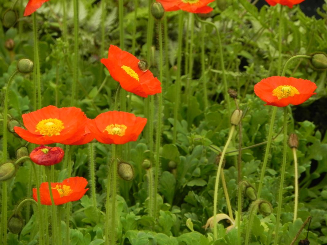 Papaver nudicaule ‘Pop-up Red’