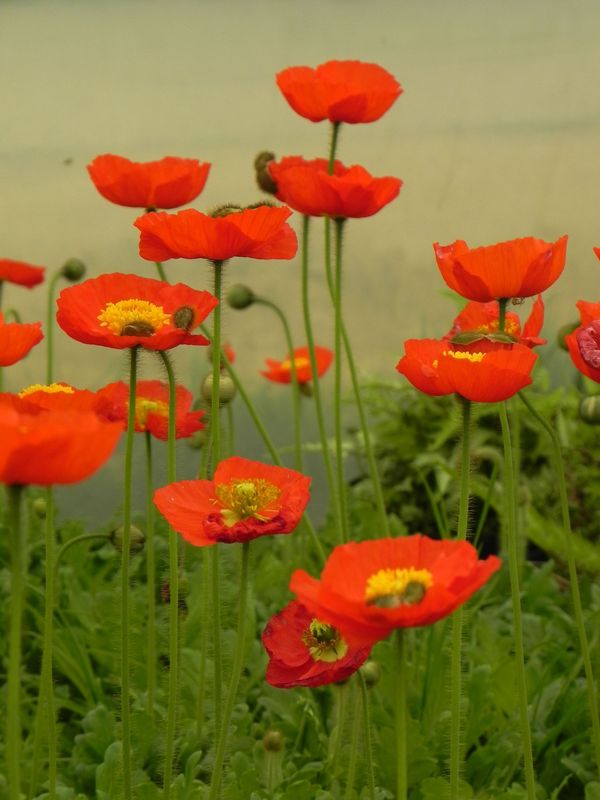 Papaver nudicaule ‘Pop-up Red’
