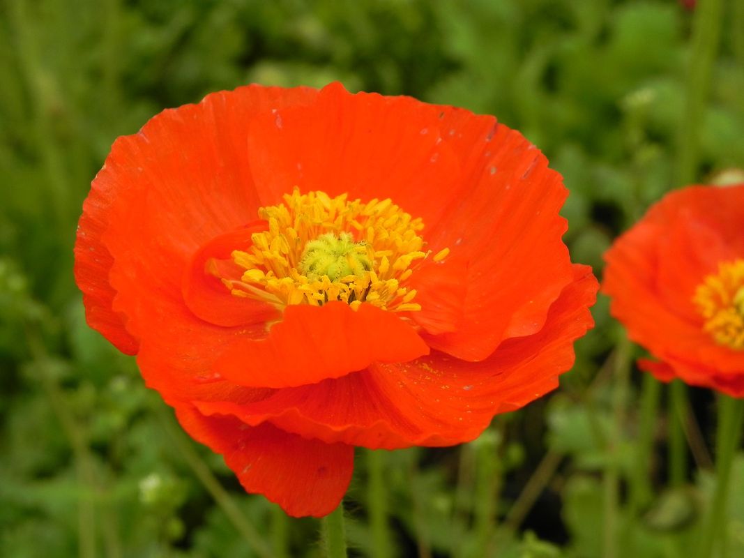 Papaver nudicaule ‘Pop-up Red’