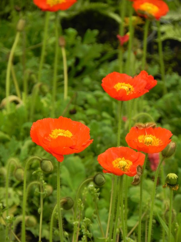 Papaver nudicaule ‘Pop-up Red’