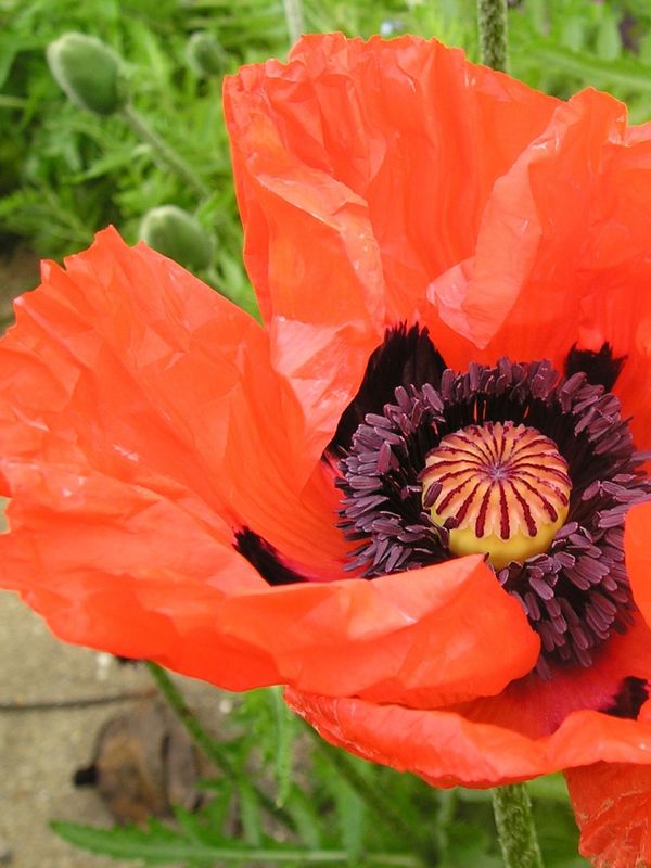 Papaver orientale