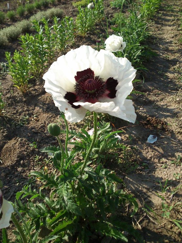 Papaver orientale ‘Royal Wedding’