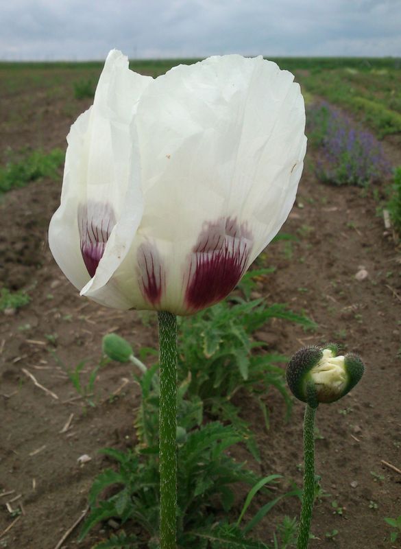 Papaver orientale ‘Royal Wedding’