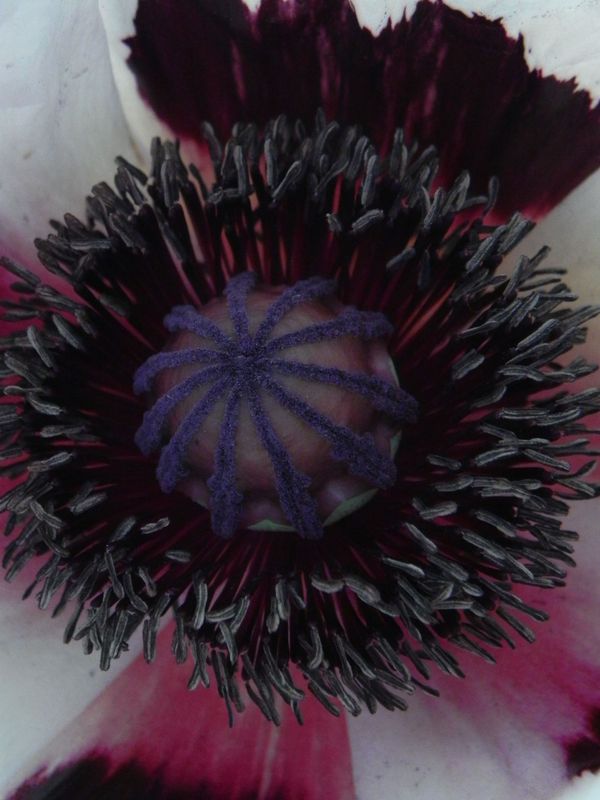 Papaver orientale ‘Royal Wedding’