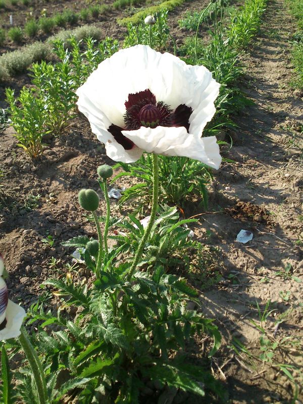 Papaver orientale ‘Royal Wedding’
