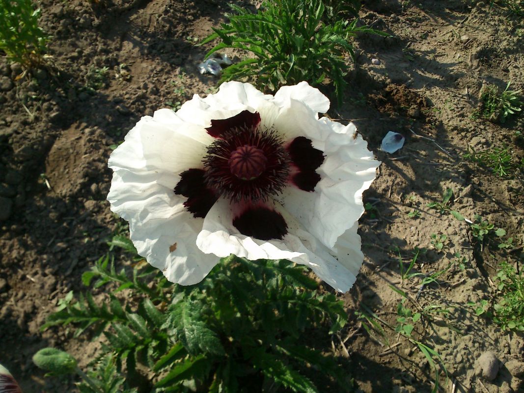 Papaver orientale ‘Royal Wedding’