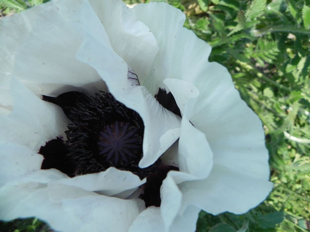 Papaver orientale ‘Royal Wedding’