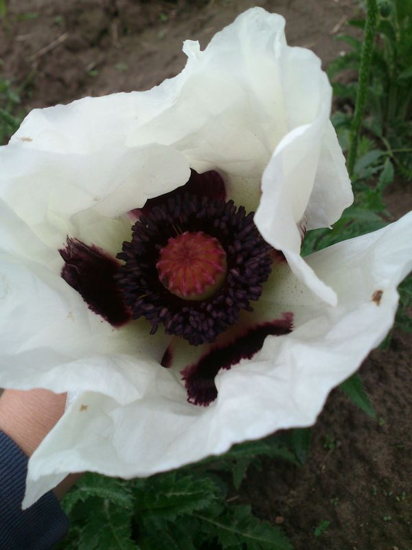 Papaver orientale ‘Royal Wedding’