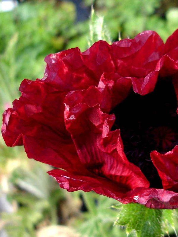 Papaver orientale ‘Royal Chocolate Distinction’