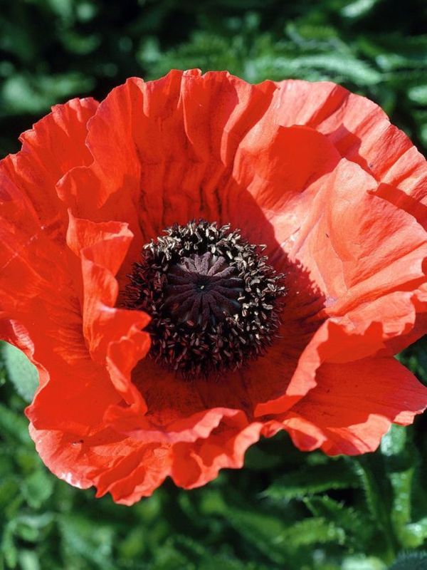 Papaver orientale ‘Allegro’