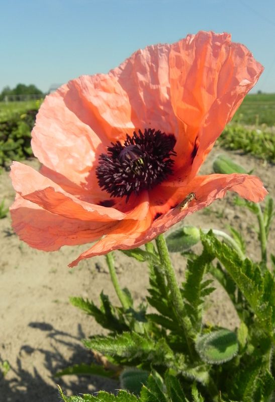 Papaver orientale ‘Brilliant’