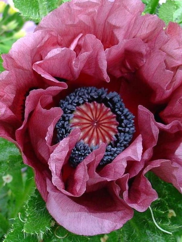Papaver orientale ‘Patty's Plum’