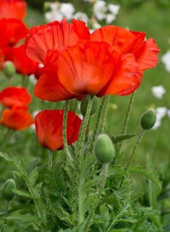 Papaver orientale ‘Nana Allegro’